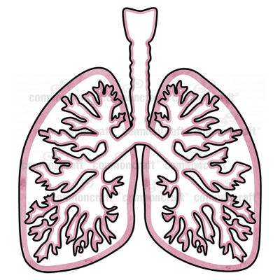 Anatomy Lungs