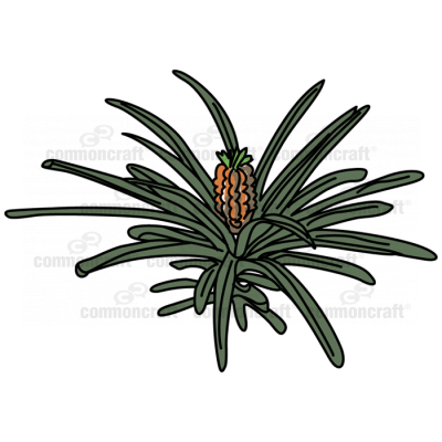 Pineapple Plant Full