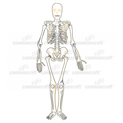 Skeleton Full